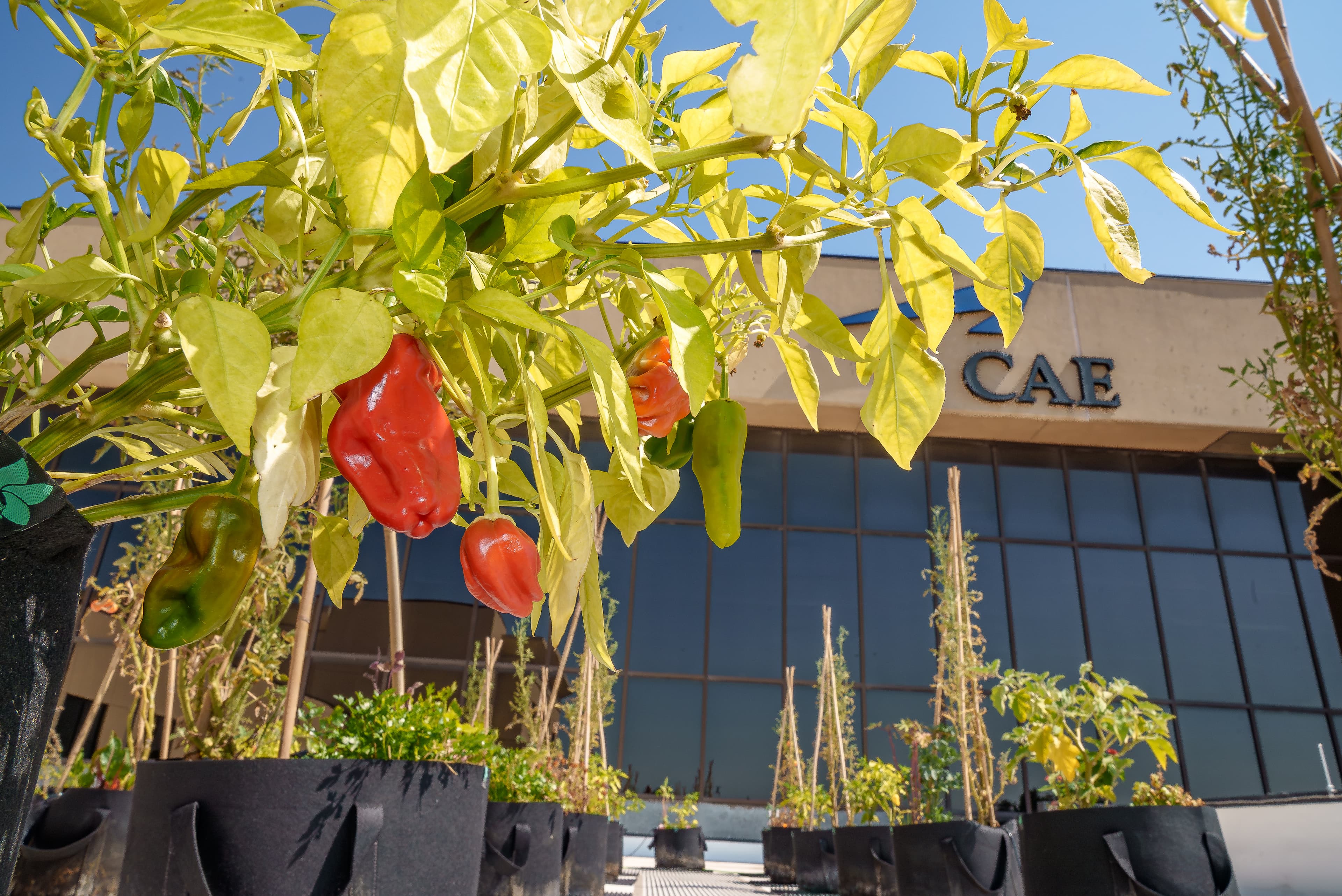 Urban Farming Engagement