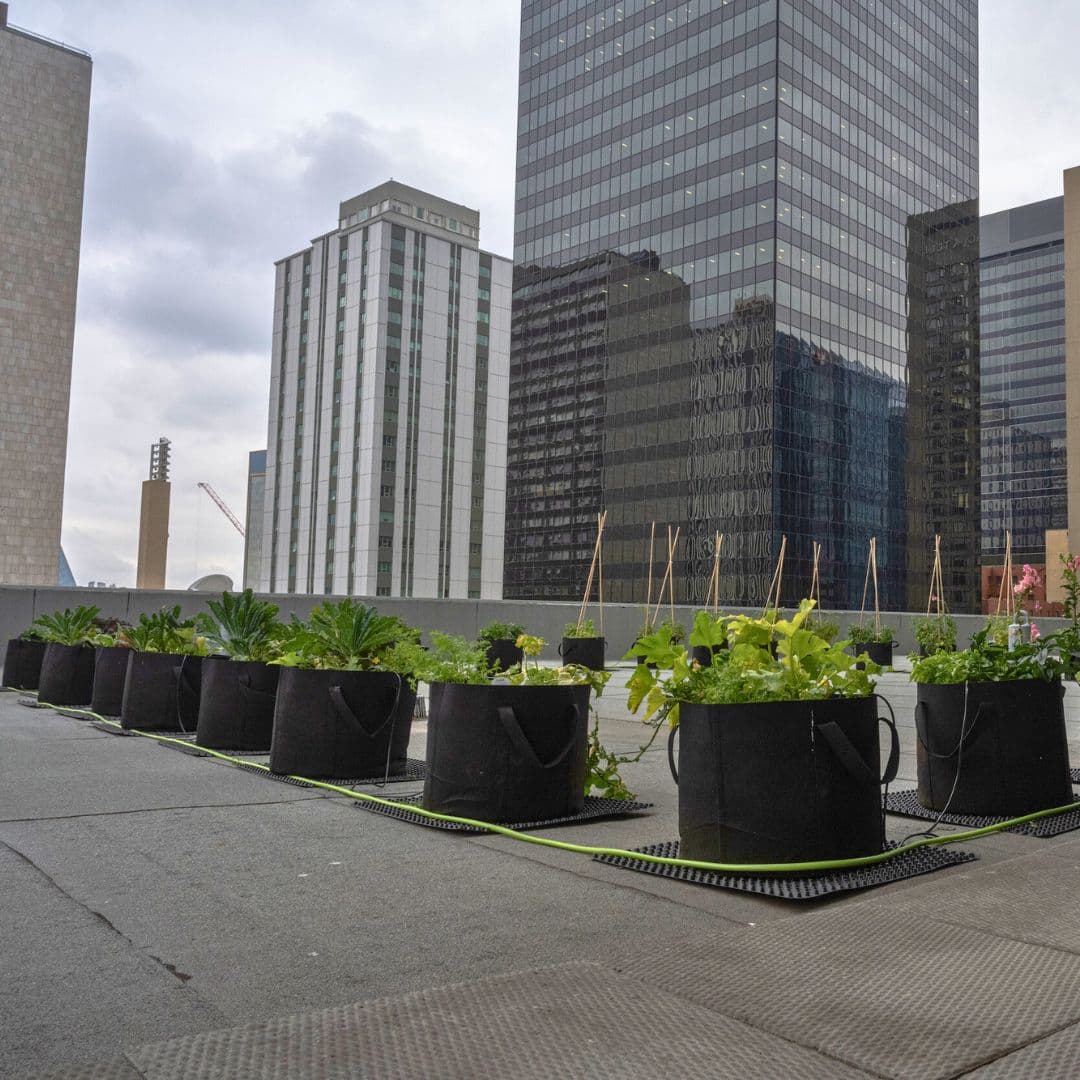 Cultiver la communauté grâce à l'agriculture urbaine