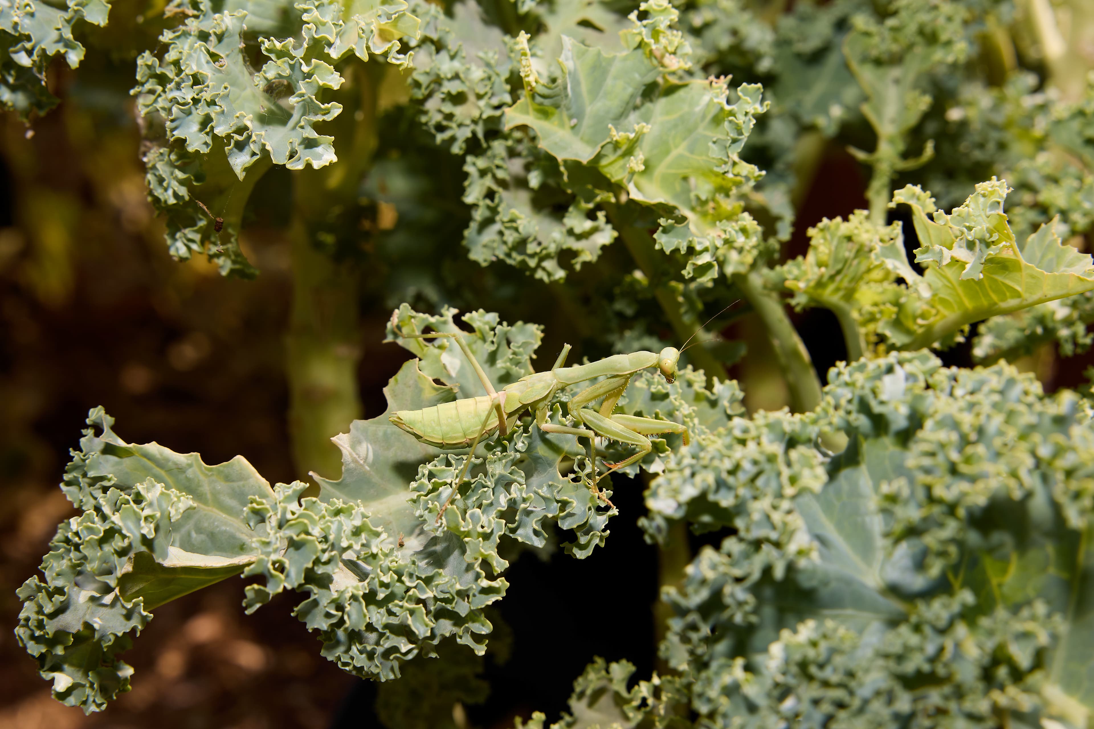 Tenant Engagement through Farming