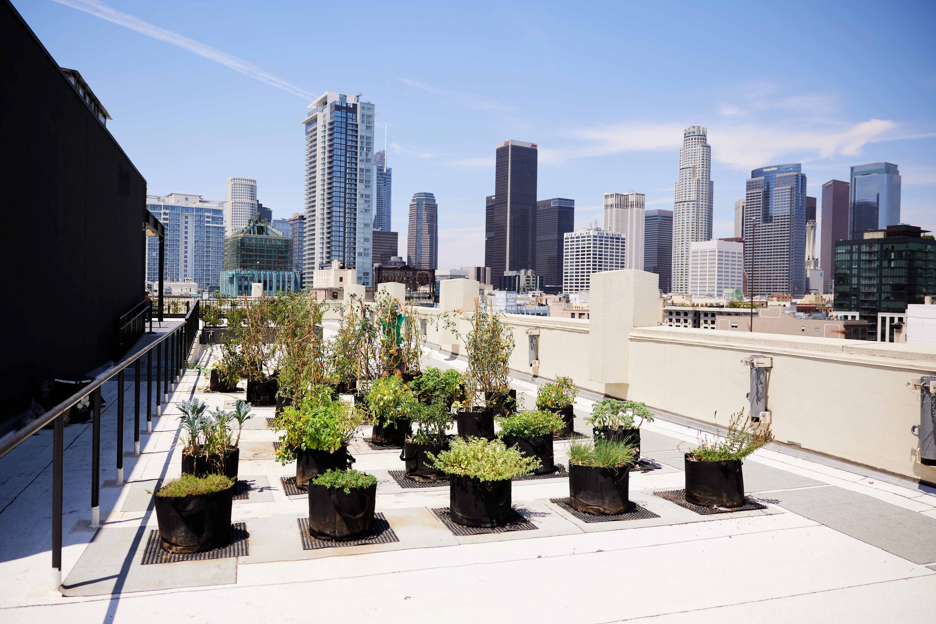 Urban Farms as Community Hubs