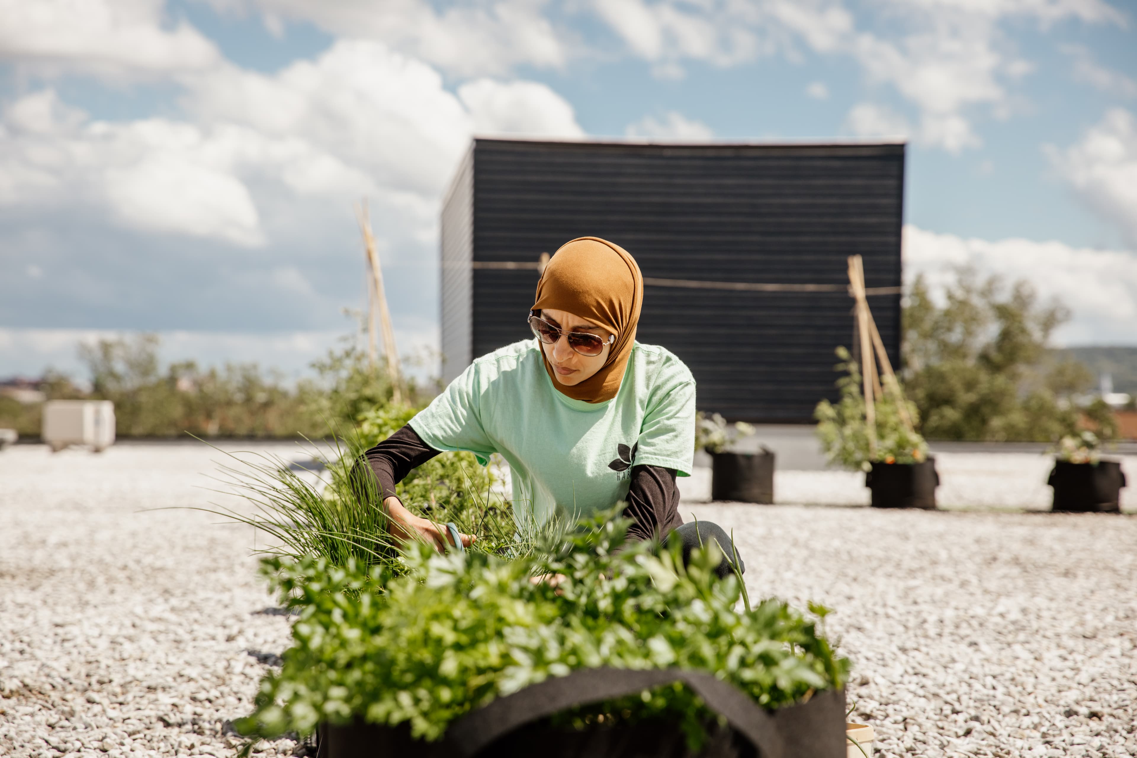 Des jardins sur les toits