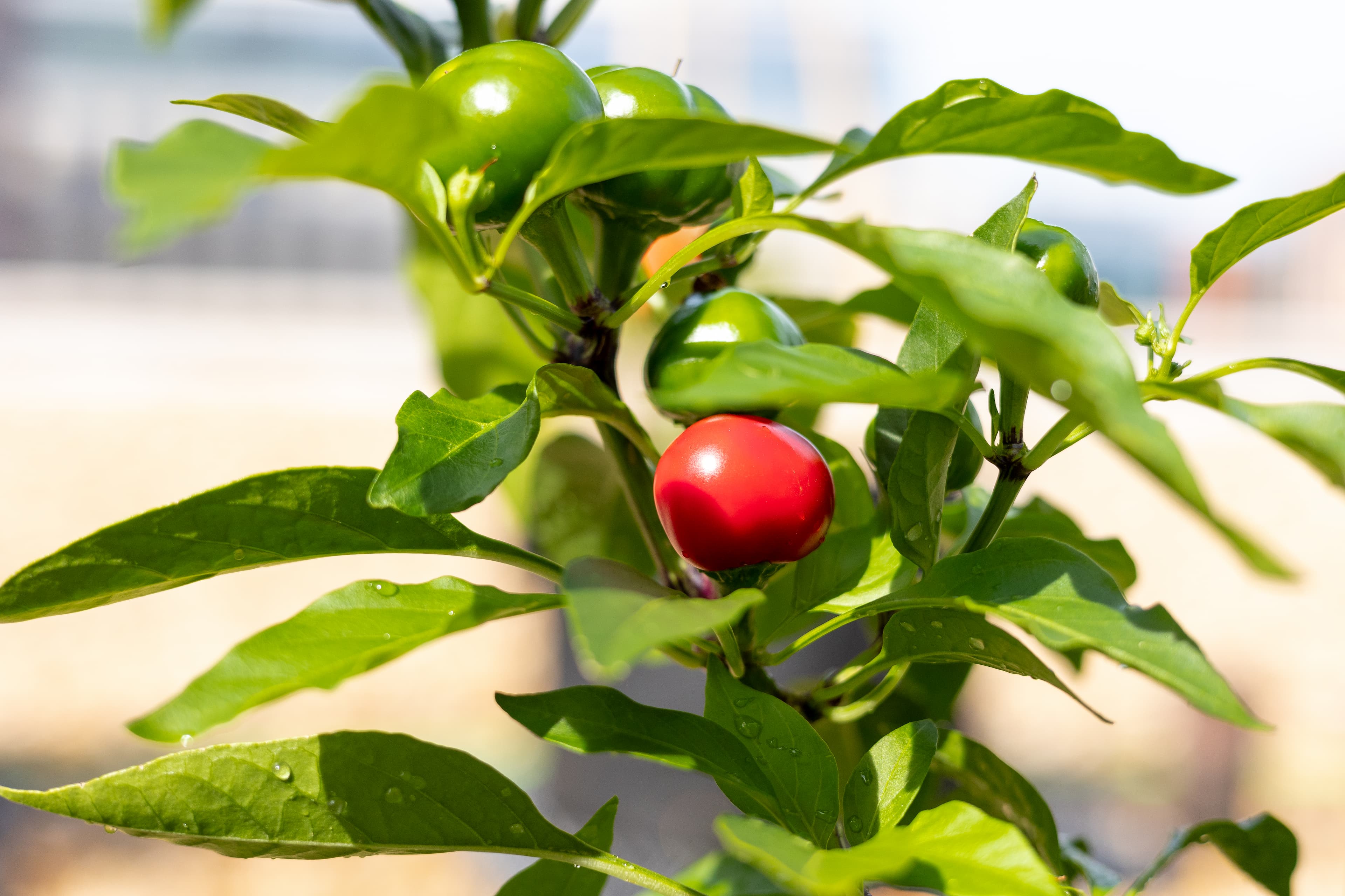 Cultiver l'engagement avec l'agriculture urbaine