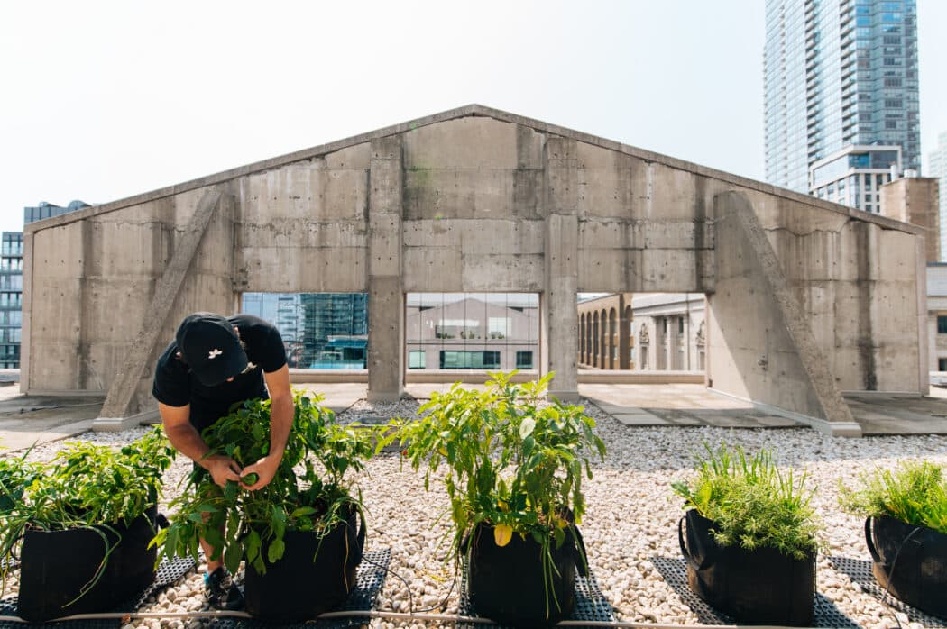 Zone d'agriculture urbaine